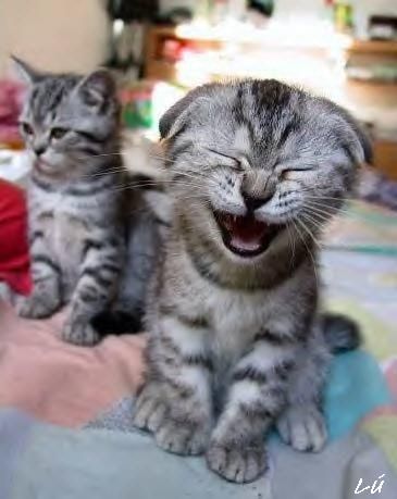 Smile číča