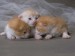 Tři malá koťátka